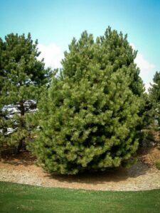 Сосна Чёрная (Pinus Nigra) купить по цене от 270.00р. в интернет-магазине «Посадика» с доставкой почтой в в Электросталье и по всей России – [изображение №1].