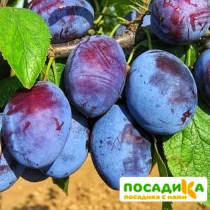 Слива Чачакская ранняя купить по цене от 229.00р. в интернет-магазине «Посадика» с доставкой почтой в в Электросталье и по всей России – [изображение №1].