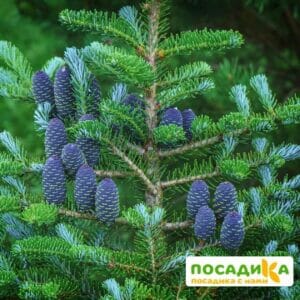 Пихта корейская (Abies koreana) купить по цене от 450.00р. в интернет-магазине «Посадика» с доставкой почтой в в Электросталье и по всей России – [изображение №1].