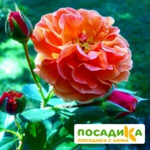 Роза Арабия купить по цене от 350.00р. в интернет-магазине «Посадика» с доставкой почтой в в Электросталье и по всей России – [изображение №1].