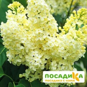 Сирень Примроуз (Primrose) купить по цене от 529.00р. в интернет-магазине «Посадика» с доставкой почтой в в Электросталье и по всей России – [изображение №1].