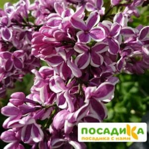 Сирень Сенсация купить по цене от 529.00р. в интернет-магазине «Посадика» с доставкой почтой в в Электросталье и по всей России – [изображение №1].