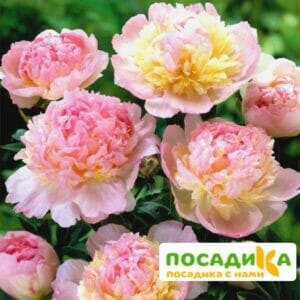 Пион Распберри Сандей (Paeonia Raspberry Sundae) купить по цене от 959р. в интернет-магазине «Посадика» с доставкой почтой в в Электросталье и по всей России – [изображение №1].