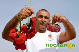 Клубника Гигант Джорнея купить по цене от 266р. в интернет-магазине «Посадика» с доставкой почтой в в Электросталье и по всей России – [изображение №1].