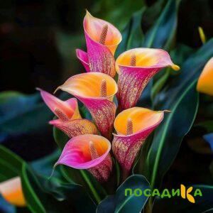 Калла Оникс купить по цене от 450р. в интернет-магазине «Посадика» с доставкой почтой в в Электросталье и по всей России – [изображение №1].