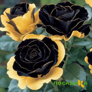 Роза Ханни Сикл купить по цене от 700р. в интернет-магазине «Посадика» с доставкой почтой в в Электросталье и по всей России – [изображение №1].