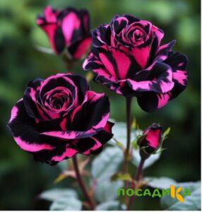 Роза Багровый Шепот купить по цене от 366р. в интернет-магазине «Посадика» с доставкой почтой в в Электросталье и по всей России – [изображение №1].
