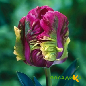 Тюльпан Экзотик Хэвен купить по цене от 186р. в интернет-магазине «Посадика» с доставкой почтой в в Электросталье и по всей России – [изображение №1].
